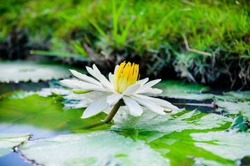 Wall Mural - White lotus flower in the stream