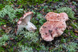 Tricholoma. Hygrophorus russula. Scarlet hygrophore mushrooms in holm oak.