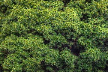 Wall Mural - Background of Christmas tree branches. Green coniferous background. Background texture of spruce branches for a Christmas card. Beautiful fir branches. Natural texture of the coniferous background.