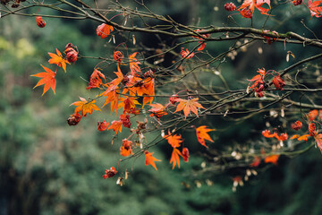 Wall Mural - red and yellow autumn