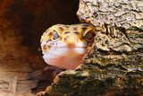 Fototapeta Zwierzęta - leopard gecko lizard, face gecko,