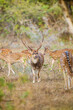 Spotted deer stag feeding on the bushes of Yala, Sri Lanka