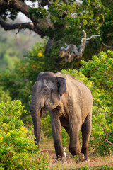 Wall Mural - Asiatic Elephant bull in musth as it chases everything around the waterhole in Yala 