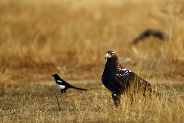 Poster - Spanish imperial eagle (Aquila adalberti), Iberian eagle or Adalbert's eagle sitting on the ground in a yellow meadow.