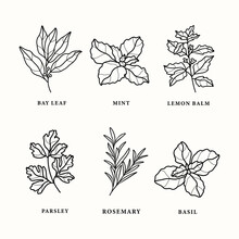 Set Of Line Art Herbs And Spices