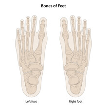 Bones Of Feet, Dorsal (posterior) View