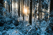 winter sun shining into deep frozen forest in Emmental