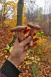 Two boletus mushrooms in the hand.