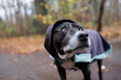 Hund mit Regenhoodie und niedlichem Blick