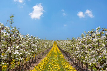 Wall Mural - Blühende Obstbäume, Südpfalz