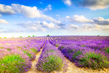 Fototapeta Lawenda - Landscape with long rows of lavender growing flowers field, Provence, France