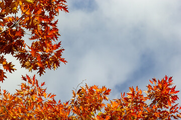 Wall Mural - Yellow leaves on autumn trees against the blue sky