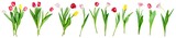 collection of tulip flowers isolated on transparent background