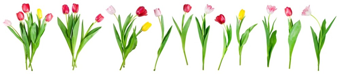 Fototapete - collection of tulip flowers isolated on transparent background