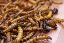 Fried wood grubs and mealworms on a wooden chopping board. Fried insects as a source of protein in the diet.