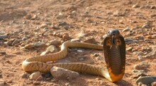 Egyptian Cobra (Naja Haje)