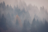 Fototapeta Na ścianę - Mountain forest with haze between trees in winter