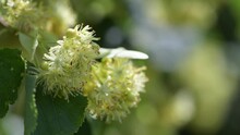Close-up Of Linden Flowers With Honey Bee. Blooming Linden, Lime Tree In Bloom.