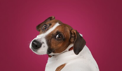 Poster - Funny cute young dog on colored background