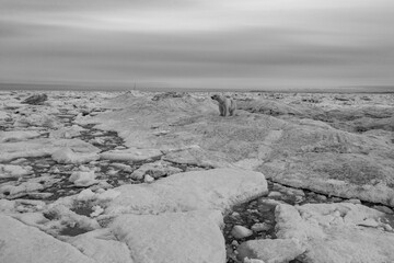 Wall Mural - Polar bear in the Arctic