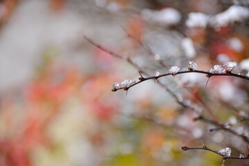 Canvas Print - branch of a tree