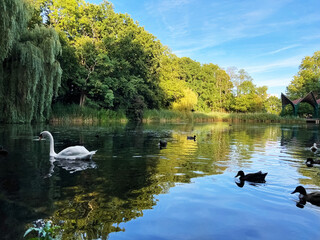 Wall Mural - Beautiful white swan and many ducks swimming in lake outdoors