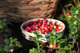 Fototapeta Kuchnia - Bowl of delicious ripe red lingonberries outdoors
