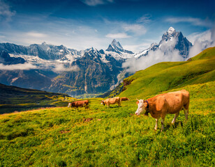 Sticker - Cattle on a mountain pasture. Sunny summer view of Bernese Oberland Alps, Grindelwald village location, Switzerland, Europe. Splendid morning landscape of Swiss Alps with Wetterhorn peaks.