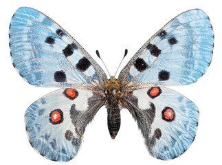 Poster - Beautiful turquoise tropical butterflies with wings spread