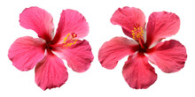 Pink Hibiscus Flowers Isolated On Transparent Background