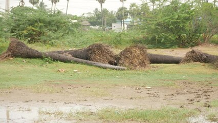 Wall Mural - Fallen palm tree stems lying on ground, green trees in background