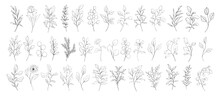 Set Of Floral Line Art Branch, Leaf, Plants. Botanic Outline Pencil Sketch Draw Leaves Isolated On White Background. Hand Drawn Vector Illustration