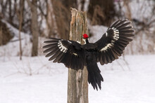 Pileated Woodpecker Landing