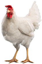 Big Organic Roaming Natural White And Village Chicken