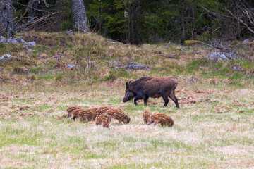 Canvas Print - Wild boar sow with piglets by a forest edge