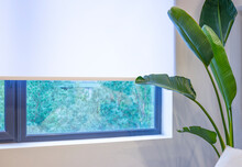 Roller Blinds Close-up On The Window. A Houseplant Is Near The White Color Window Shade. The View Outside The Window Is Pine Trees. Sun Protection For Home.