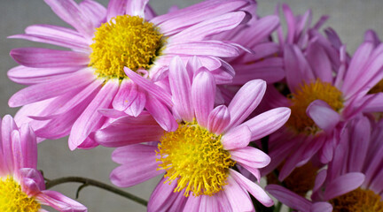 Wall Mural - close-up of pink flowers detail