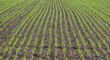Konzept nachhaltige Landwirtschaft: Weiter Panorama Blick auf ein Feld mit vielen Reihen frisch gesetzter grüner Pflanzen, Luftaufnahme