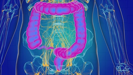 Wall Mural - Large intestine anatomy for medical concept 3D