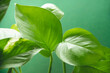 Pflanzen Detail vor grünem Hintergrund