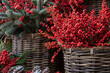 Fresh cut ilex verticillata winterberries twigs in wicker basket at the greek garden shop counter in December.