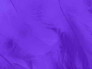 Wall Mural - Beautiful abstract purple feathers on white background, blue feather texture on dark pattern and purple background, colorful feather wallpaper, love theme, valentines day