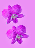 Fototapeta  - Purple orchid flower on purple background with clipping path.
