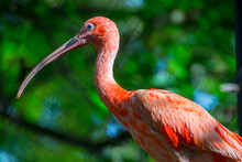 Portrait Of A Red Scarlet Ibis In A Forest