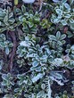 Frost lined succulents 