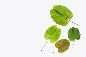 Canvas Print - Bauhinia aureifolia or gold leaf bauhinia