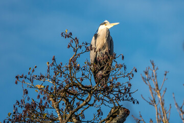 Canvas Print - Heron Britain's biggest bird perched in the top of a tree with blue sky in the background