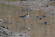 Wood sandpiper in the mud in Hungary.