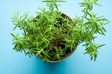 Rosemary Bush Twigs Green Spice Aroma On Blue Background Growing Plants At Home