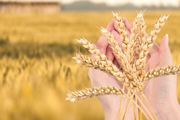 Wall Mural - Human hands with golden wheat on field.